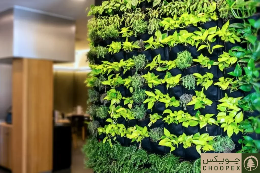 گیاه برای دیوار سبز در فضای باز2